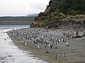 Pinguin di pulau Martillo