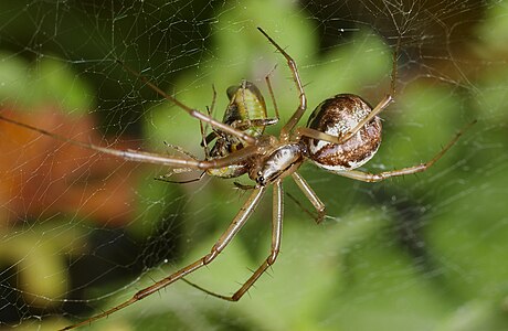 Linyphia triangularis