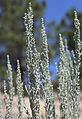 Sagebrush (Artemisia tridentata) flower spikes