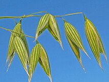 Though now an important crop, oats were once just another weed.