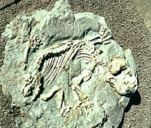 A Diictodon fossil