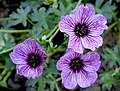 Okrasný kakost Geranium cinereum 'Ballerina'