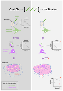 Habituation