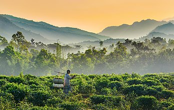 Um velho carregando cestas no campo de Jaflong, Sylhet, Bangladesh. (definição 4 880 × 3 104)