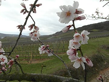 Almond blossom