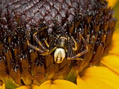 Chelicerata (Spiders, mites and horseshoe crabs)