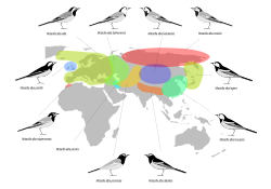 Distribución de las subespecies