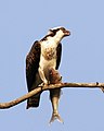 Yoondoordoo - Doorn-doorn (Osprey)