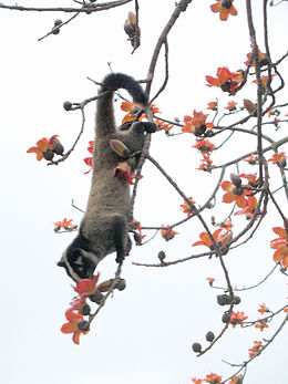 Paradoxurus hermaphroditus