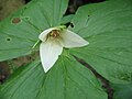 Trillium flexipes