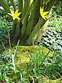 Tulipa sylvestris