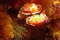 Two clown nudibranchs, Selandia Baru