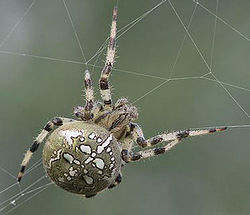 Krusta zirneklis (Araneus quadratus)