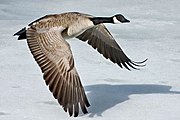 Canada goose