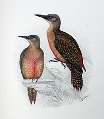 A pair illustrated by C. G. Finch-Davies (1875–1920)