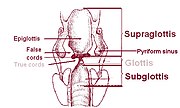 Larynx