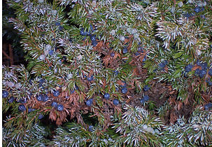 Juniperus communis