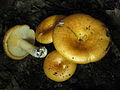 Lactarius croceus