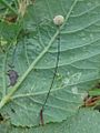 Marasmius rotula