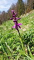 Orchis mascula Germany - Furtwangen