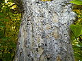 Bark of a specimen in Botanical Garden Jevremovac