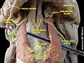 4. Sau đó, thần kinh hạ thiệt đi sâu đến cơ móng - lưỡi và chi phối cơ này. Nó tiếp tục đi và chi phối cơ cằm lưỡi, tiến về đỉnh lưỡi, để phân chia thành các nhánh chi phối cho cơ lưỡi.