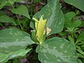 Trillium luteum