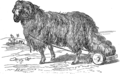 English: Sheep. Picture from popular bible encyclopedia of Archimandrite Nicephorus (1892). Русский: Овца. Иллюстрация из иллюстрированной библейской энциклопедии архимандрита Никифора (1892)