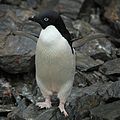 Coronation Island, South Orkney, Antarctica