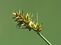 Carex otrubae, inflorescense, Photo by Kristian Peters