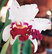 Cattleya cultivé au parc floral de Jakarta.