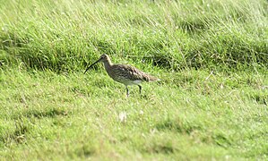 Courlis cendré au Parc naturel du Zwin (Belgique)