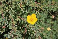 Shrubby cinquefoil (Potentilla fruticosa) close