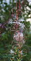 Epilobium angustifolium, stalk with seed-pods & seeds