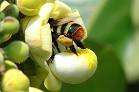 January 15: A female Eulaema meriana bee attending to a Bertholletia excelsa flower.