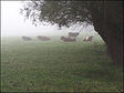 Weideland im Nebel, Landkreis Bad Doberan