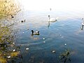 La fauna del lago di Pusiano