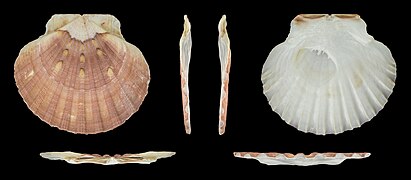 Pecten maximus (Great Scallop), left valve