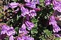 Timberline penstemon (Penstemon davidsonii) close