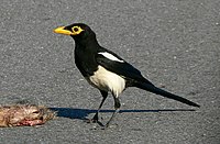 A Salvadorian Magpie