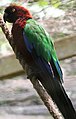 Red shining parrot