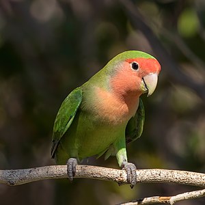 "Rosy-faced_lovebird_(Agapornis_roseicollis_roseicollis).jpg" by User:Charlesjsharp