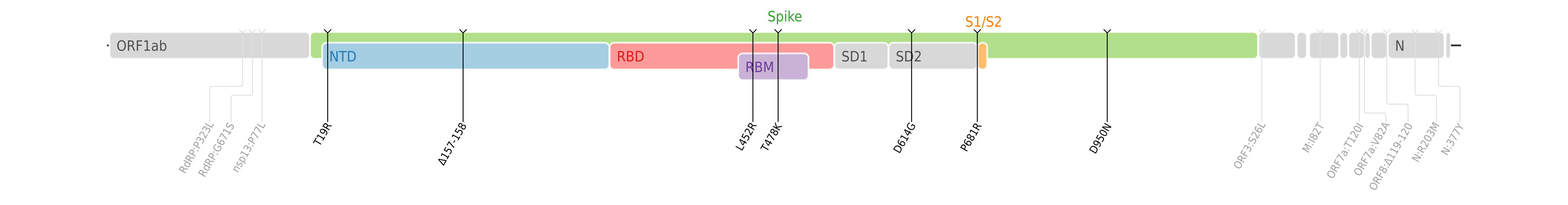 スパイクタンパク質に焦点を当てたSARS-CoV-2のゲノムマップ上にプロットされたデルタ株のアミノ酸変異。