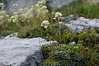 Saxifraga crustata