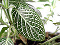 Fittonia verschaffeltii