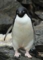 Coronation Island, South Orkney, Antarctica