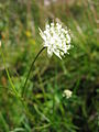 Astrantia minor (குடைப்பூந்துணர்)