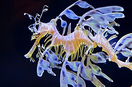 Leafy seadragon (Phycodurus eques).