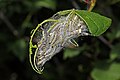 17 Bird-cherry ermine moth (Yponomeuta evonymella) caterpillars uploaded by Charlesjsharp, nominated by Charlesjsharp