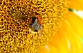 close up of head with Bombus sp.